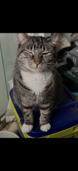 Lost Female Cat last seen Second side street behind Jack in the Box, Hickory, NC 28601