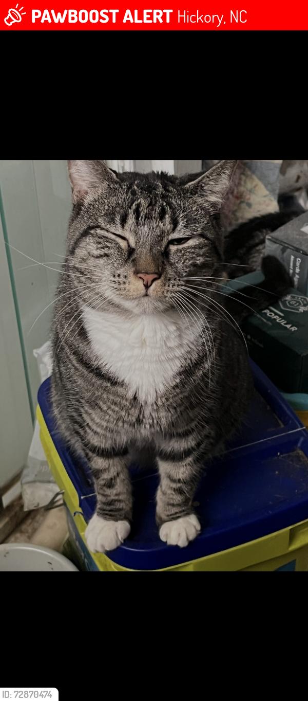 Lost Female Cat last seen Second side street behind Jack in the Box, Hickory, NC 28601
