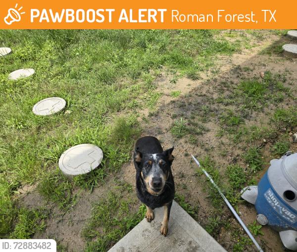 Found/Stray Female Dog last seen Gran Roble Dr , Roman Forest, TX 77357