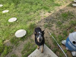 Found/Stray Female Dog last seen Gran Roble Dr , Roman Forest, TX 77357