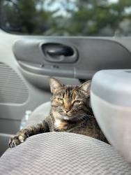 Lost Female Cat last seen Birkdale rd, Wellington, FL 33414