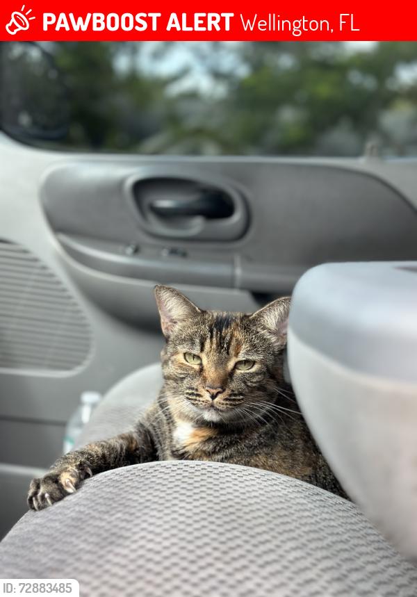 Lost Female Cat last seen Birkdale rd, Wellington, FL 33414