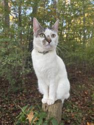 Lost Female Cat last seen Hillcroft Rd, off of Yanceyville Rd, Browns Summit, NC 27214