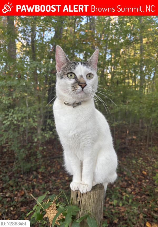 Lost Female Cat last seen Hillcroft Rd, off of Yanceyville Rd, Browns Summit, NC 27214