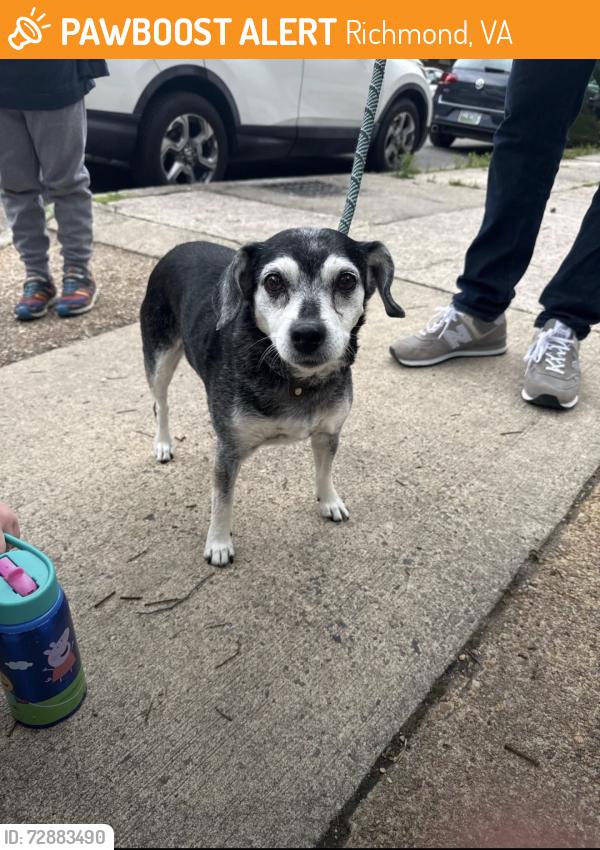 Found/Stray Female Dog last seen Rowland and Main, Richmond, VA 23220