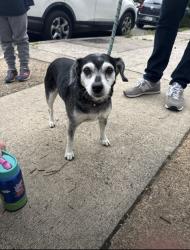 Found/Stray Female Dog last seen Rowland and Main, Richmond, VA 23220