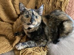Lost Female Cat last seen Lincolnway E and Church st, Mishawaka, IN 46544