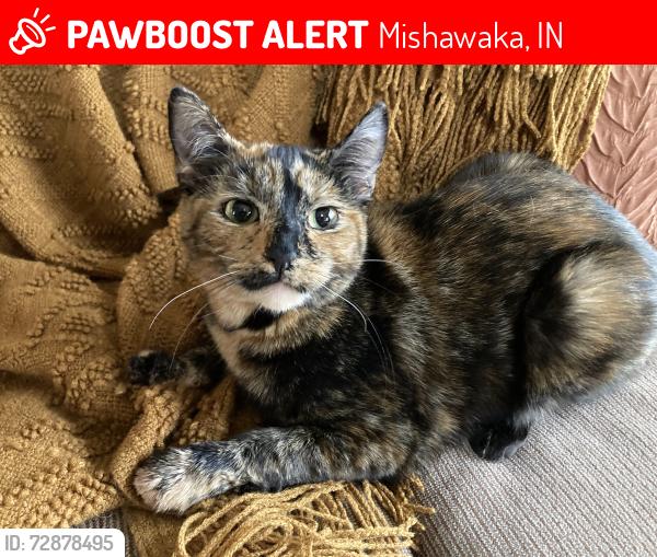 Lost Female Cat last seen Lincolnway E and Church st, Mishawaka, IN 46544