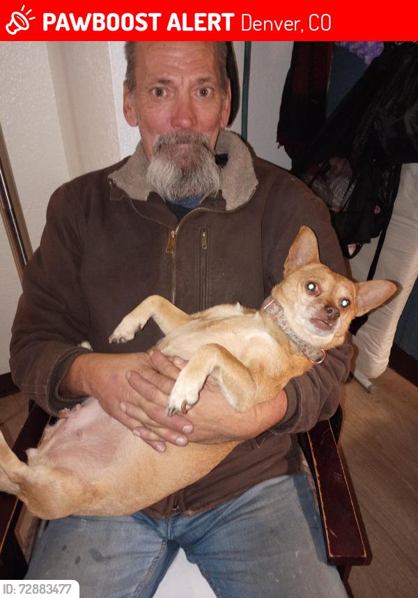 Lost Female Dog last seen Easy pawn in Lakewood, Denver, CO 80204
