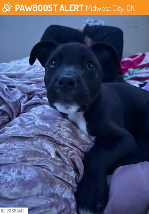 Found/Stray Male Dog last seen Kiwanas Park, Midwest City, OK 73110