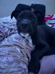 Found/Stray Male Dog last seen Kiwanas Park, Midwest City, OK 73110