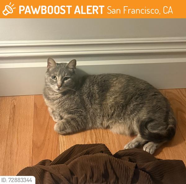 Found/Stray Female Cat last seen balboa & 48th, San Francisco, CA 94121