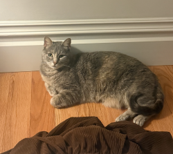Found/Stray Female Cat last seen balboa & 48th, San Francisco, CA 94121