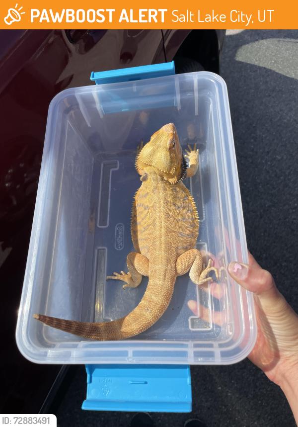 Found/Stray Unknown Reptile last seen Near E 3300 S, Salt Lake City, UT 84109