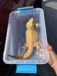Found/Stray Unknown Reptile last seen Near E 3300 S, Salt Lake City, UT 84109
