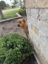Found/Stray Unknown Dog last seen Roaming the street of Harvard avenue , Midland, TX 79701