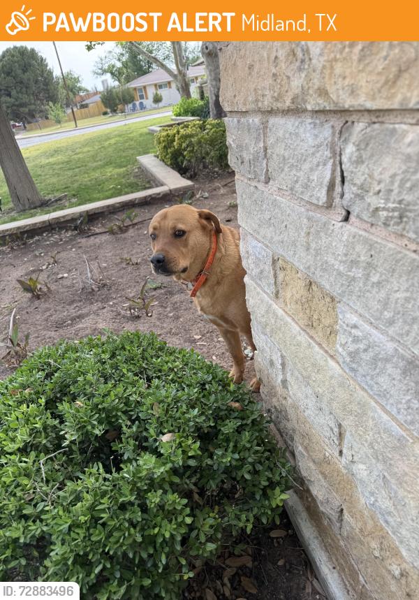 Found/Stray Unknown Dog last seen Roaming the street of Harvard avenue , Midland, TX 79701