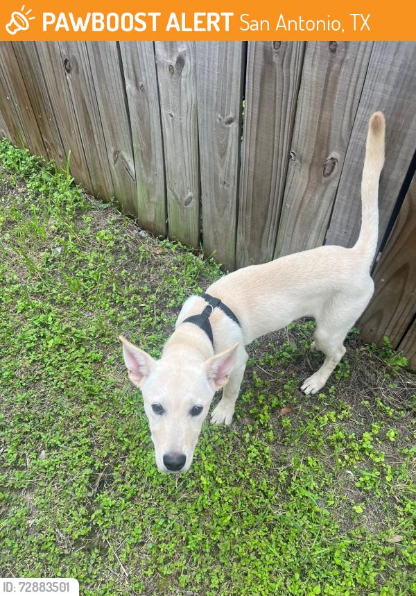 Found/Stray Male Dog last seen Cipresso Palco/ Monticello Ranch Subdivision , San Antonio, TX 78253