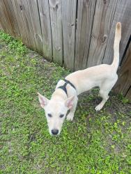 Found/Stray Male Dog last seen Cipresso Palco/ Monticello Ranch Subdivision , San Antonio, TX 78253