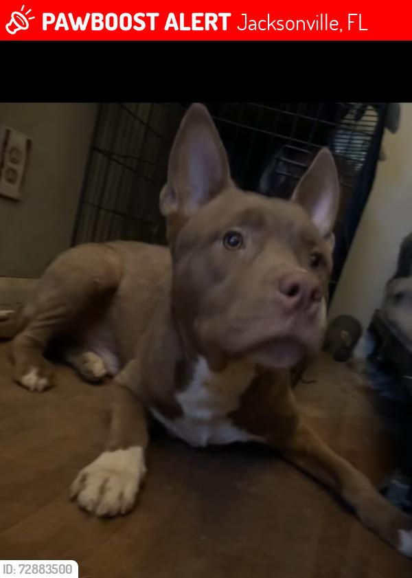 Lost Male Dog last seen Redstone, Jacksonville, FL 32210