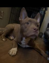 Lost Male Dog last seen Redstone, Jacksonville, FL 32210
