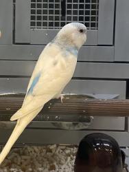 Lost Female Bird last seen Holland St, Virginia Beach, VA 23452