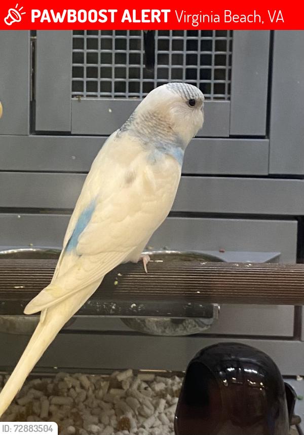 Lost Female Bird last seen Holland St, Virginia Beach, VA 23452