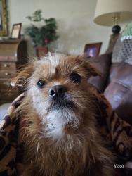 Lost Male Dog last seen Judkin Mill Road/Johnson Lake Road, Cedartown, GA 30125