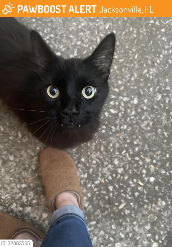 Found/Stray Unknown Cat last seen Newgate circle , Jacksonville, FL 32244