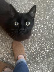 Found/Stray Unknown Cat last seen Newgate circle , Jacksonville, FL 32244