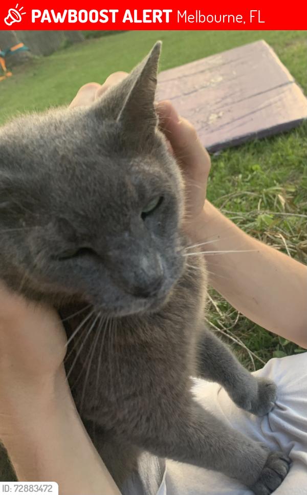 Lost Female Cat last seen Around a mile east of I-95 and around 3 miles east of Lake Washington, Melbourne, FL 32934