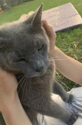 Lost Female Cat last seen Around a mile east of I-95 and around 3 miles east of Lake Washington, Melbourne, FL 32934