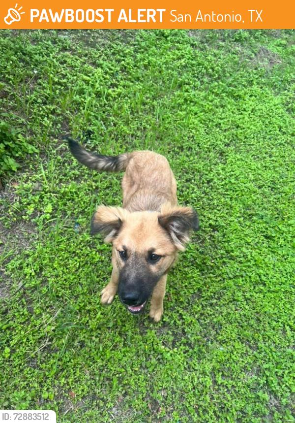 Found/Stray Female Dog last seen Cipresso Palco/ Monticello Ranch Subdivision, San Antonio, TX 78253