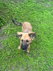 Found/Stray Female Dog last seen Cipresso Palco/ Monticello Ranch Subdivision, San Antonio, TX 78253