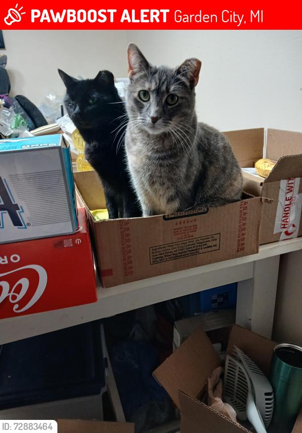 Lost Female Cat last seen Warren rd and venoy rd, Garden City, MI 48135