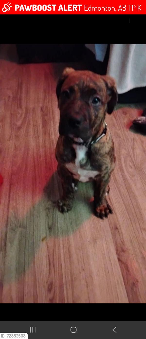 Lost Female Dog last seen Near street 99ave, Edmonton, AB T5P 0K2