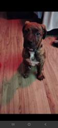Lost Female Dog last seen Near street 99ave, Edmonton, AB T5P 0K2