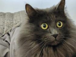Lost Male Cat last seen John dood rd/hope rd/cheek rd, Spartanburg County, SC 29303