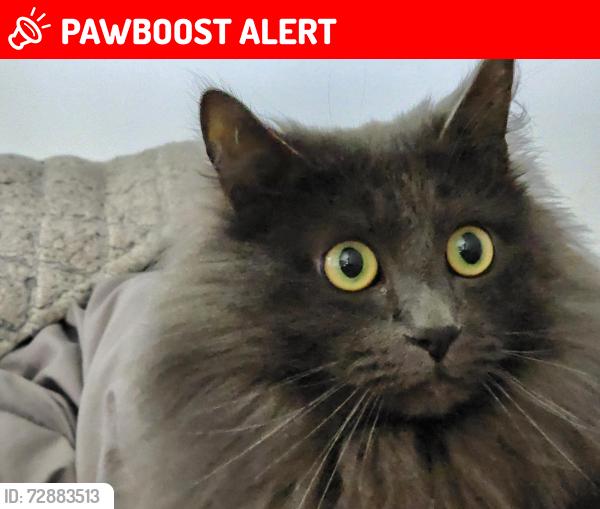 Lost Male Cat last seen John dood rd/hope rd/cheek rd, Spartanburg County, SC 29303