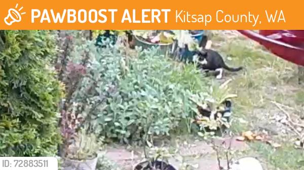 Found/Stray Unknown Cat last seen Minterbrook &Creek View Dr Port Orchard , Kitsap County, WA 98367