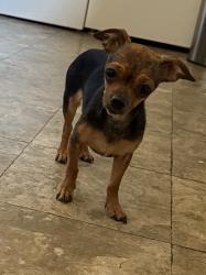 Found/Stray Female Dog last seen Pope St, San Angelo, TX 76903