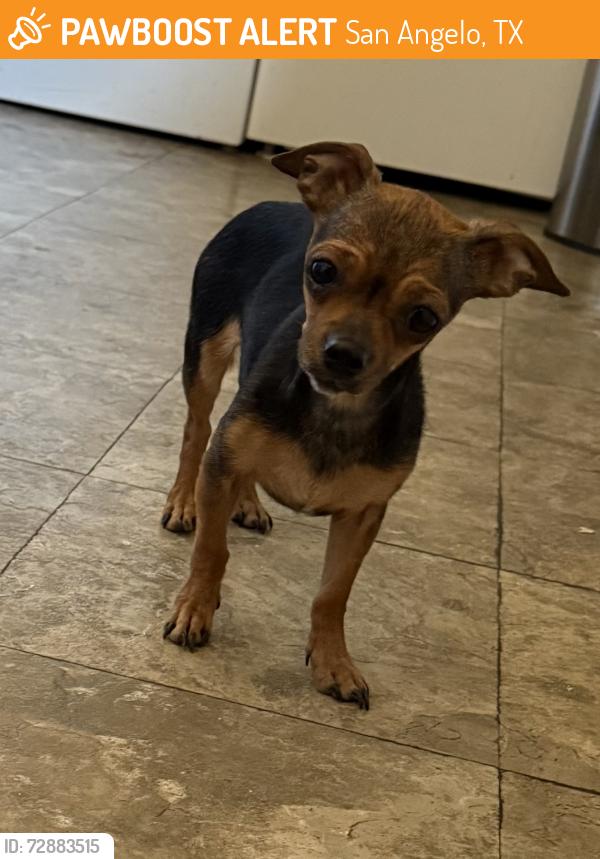 Found/Stray Female Dog last seen Pope St, San Angelo, TX 76903