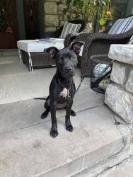 Found/Stray Female Dog last seen Wornall and Pennsylvania , Kansas City, MO 64113
