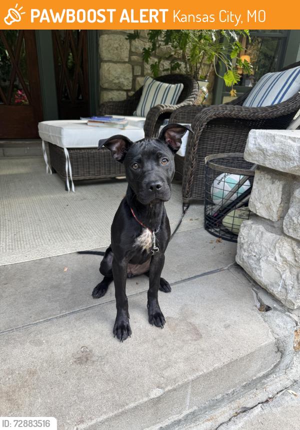 Found/Stray Female Dog last seen Wornall and Pennsylvania , Kansas City, MO 64113
