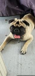 Lost Male Dog last seen Lost mesa and mayfield rd, Grand Prairie, TX 75052