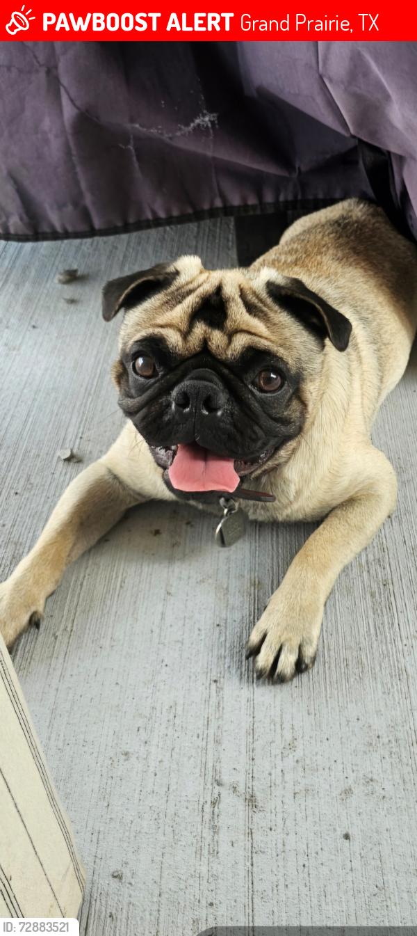 Lost Male Dog last seen Lost mesa and mayfield rd, Grand Prairie, TX 75052