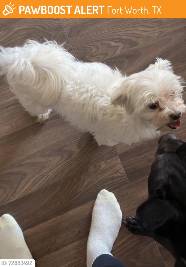 Found/Stray Male Dog last seen Western North Hills neighborhood, near Camp Bowie & Cherry Lane, Fort Worth, TX 76116