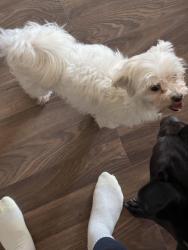 Found/Stray Male Dog last seen Western North Hills neighborhood, near Camp Bowie & Cherry Lane, Fort Worth, TX 76116
