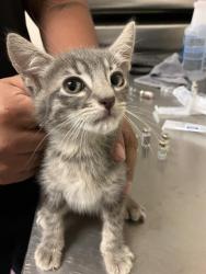 Shelter Stray Male Cat last seen Near BLK WALNUT AVE, LONG BEACH, CA 90813, Long Beach, CA 90815
