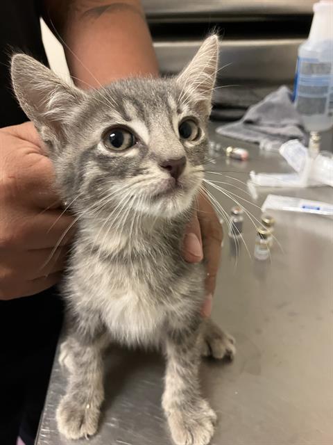 Shelter Stray Male Cat last seen Near BLK WALNUT AVE, LONG BEACH, CA 90813, Long Beach, CA 90815